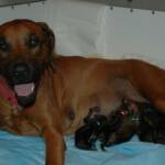 The first 7 pups were born before 23.00